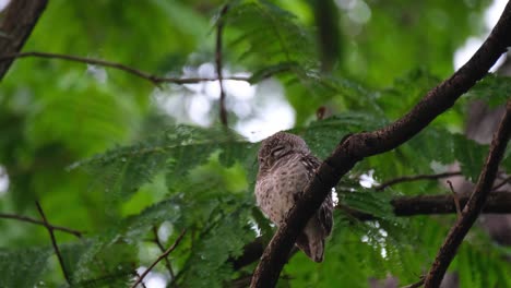 sleeping facing to the left while perched on a diagonal branch puffing its breast shaking the head and winking its eyes, spotted owlet athene brama, thailand