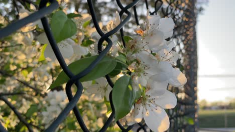 Weiße-Blumen-Durch-Maschendrahtzaun