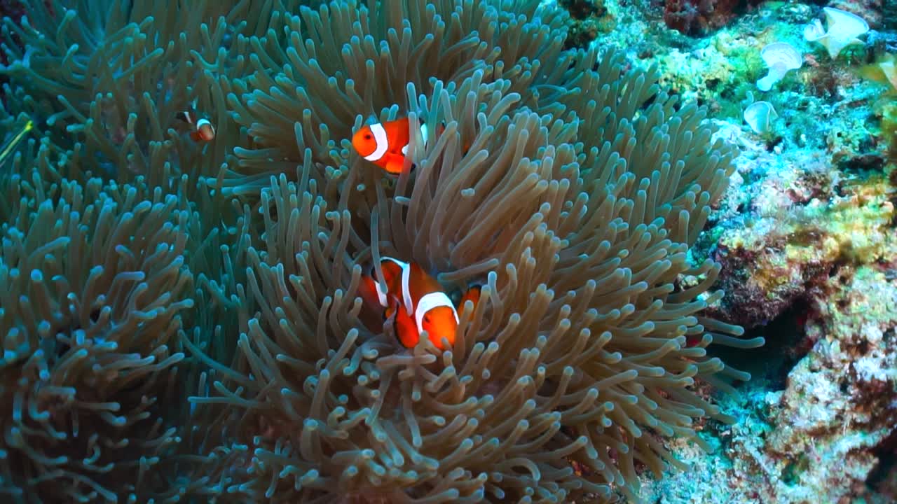 Pesci pagliaccio curiosi vanno avanti e indietro tra i tentacoli dell'anemone