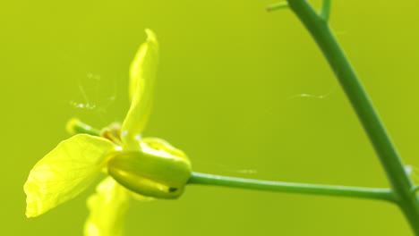 una fotografía macro de una flor de colza amarilla con un fondo borroso verde, centrándose en los pétalos y una pequeña red