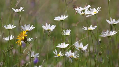 Abstrakter-Hintergrund-Der-Alpenblumen-Kamille.