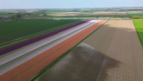 Landwirtschaftliche-Maschine-Bewässert-Bunte-Tulpenfelder-In-Der-Niederländischen-Landschaft-–-Drohne-4k