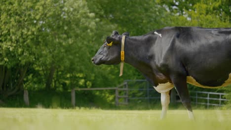 Fixed-Shot-Of-Big-European-Cow-Black-And-White-Out-In-Green-Nature-Landscape