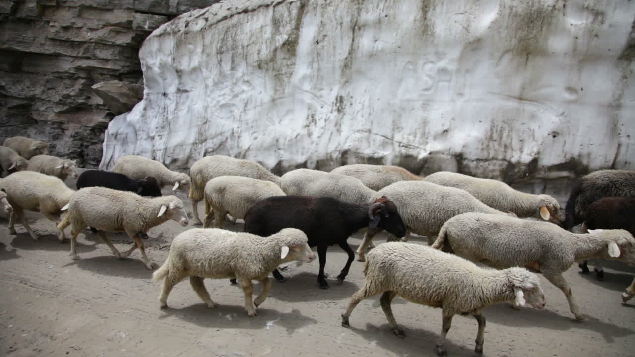 ovejas y cabras. cabras de montaña, valle de spiti, himachal pradesh, india