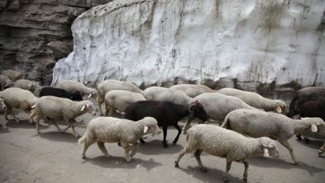 Sheep-and-goats.-Mountain-goats,-Spiti-Valley,-Himachal-Pradesh,-India