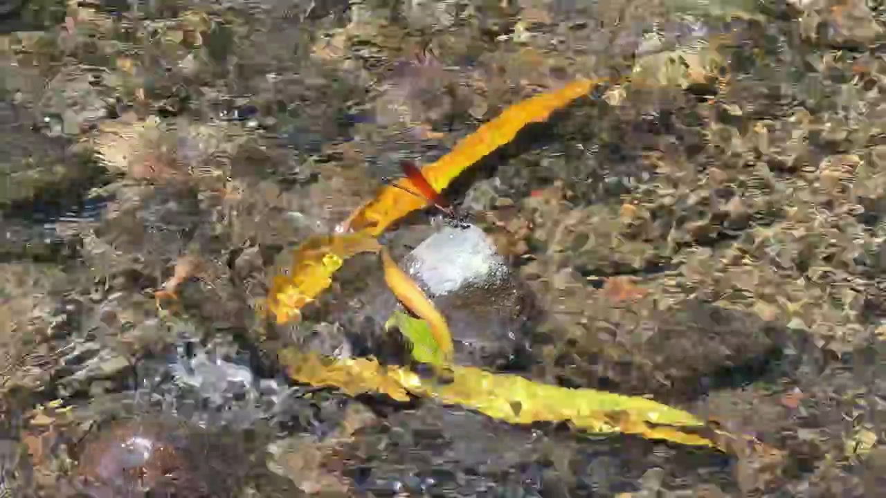 Red Dragonfly Resting on a Leaf in a Clear Stream