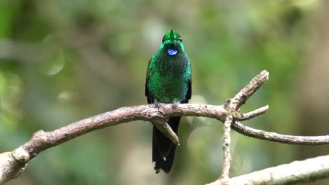 un pájaro brillante de corona verde parado en una rama