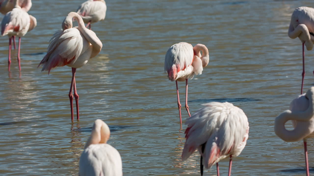 카마그 플라밍고 03