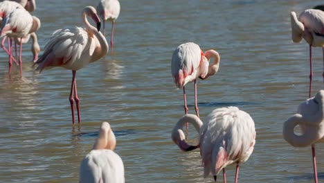 Carmargue-Flamingos-03