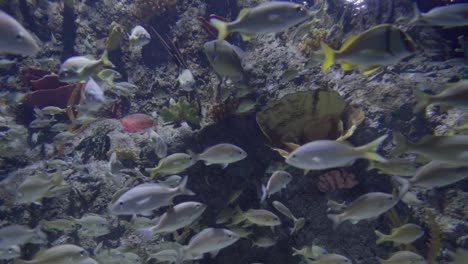 school of various species of fish inside a fish tank in an aquarium