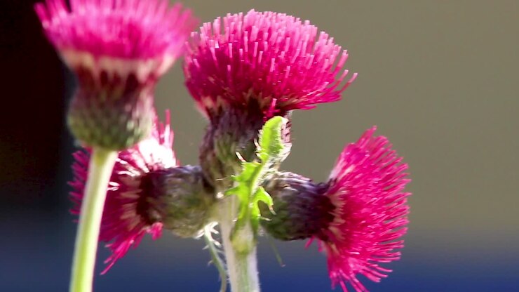 Røde blomster af en almindelig vild tidsel svajende i en let brise i Oakham, Rutland, England, Storbritannien