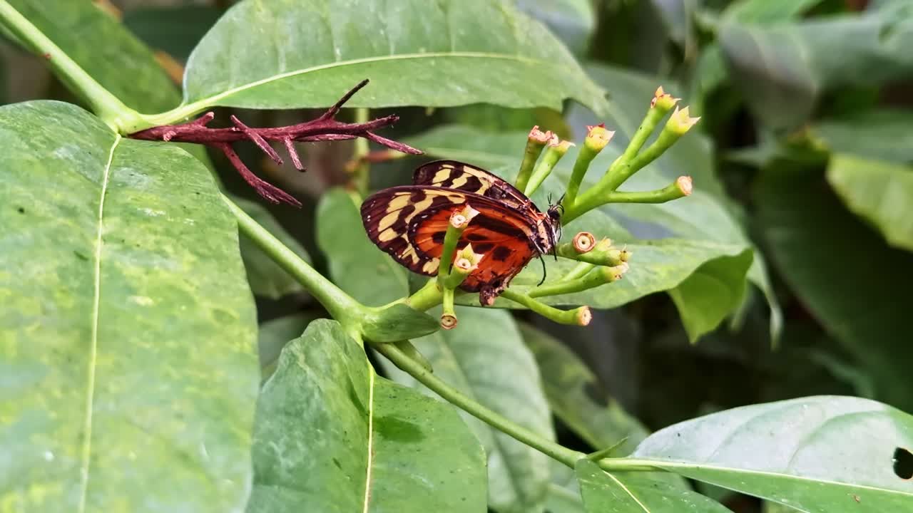 Primo piano di una bellissima farfalla arancione e nera posata su un ramo con piccoli fiori gialli in un giardino verde.