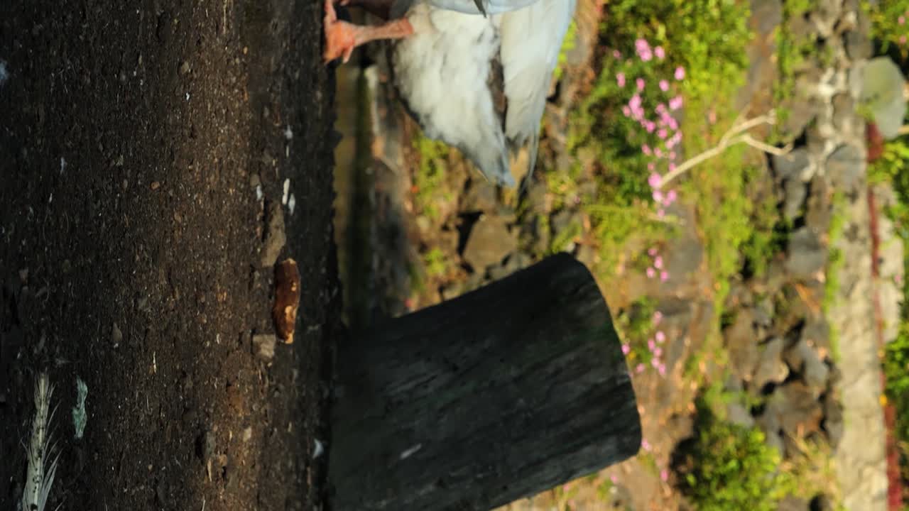 인도네시아 발리 의 아름다운 아침 에 바 ⁇  을 돌아다니는 화산 호수 다나우 바투르 에 있는 발리 가시 와 오리 들 의 수직 슬로우 모션 패닝  ⁇