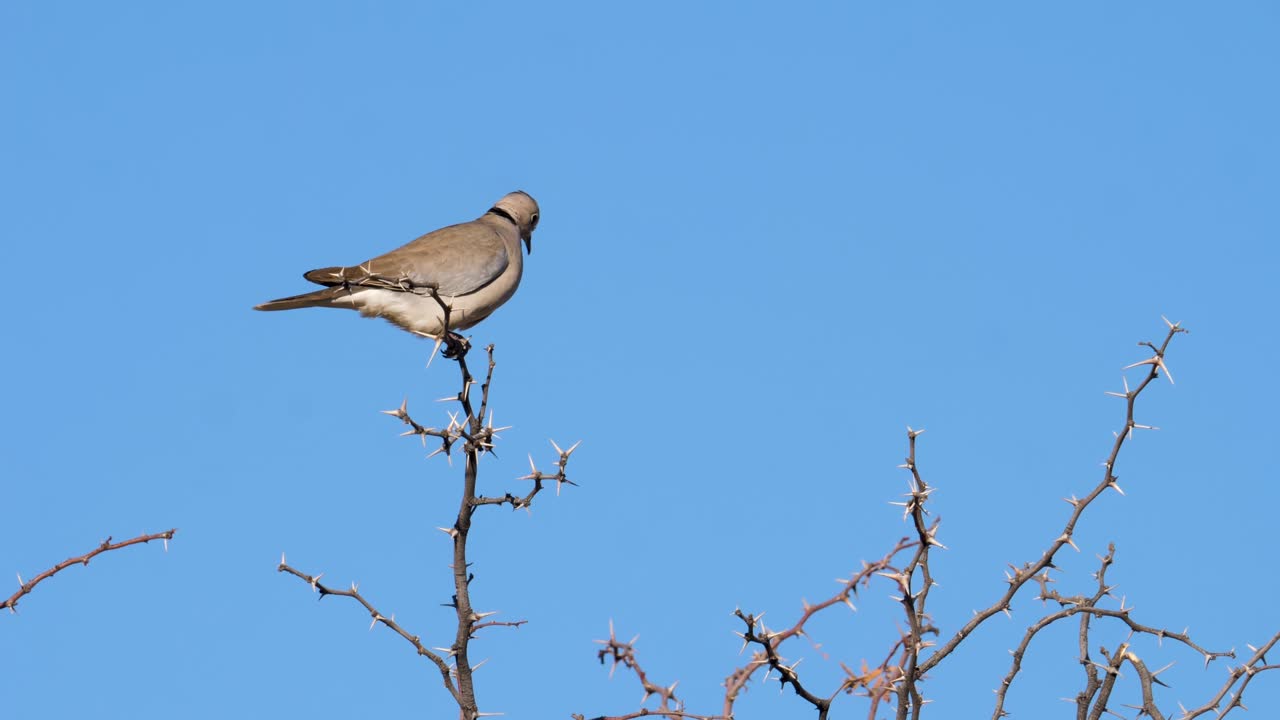 Una tortora dal collare del Capo si posa in alto sulla cima di un albero con grandi spine nella savana sudafricana