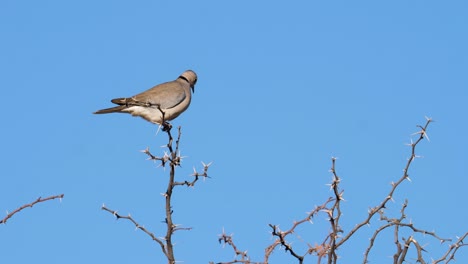 a cape turtledove perches high in the top of a tree with large thorns in the south african savannah