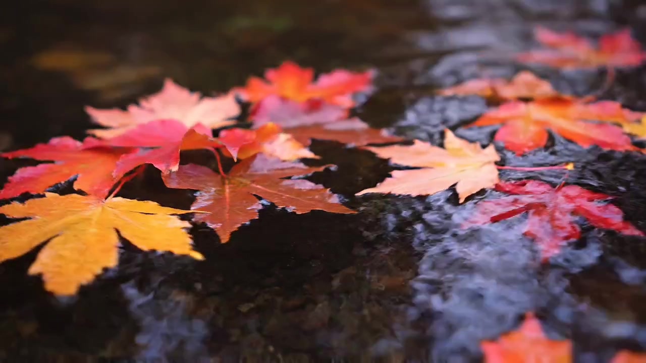 Foglie d'acero rosse e arancioni che galleggiano su un ruscello in autunno