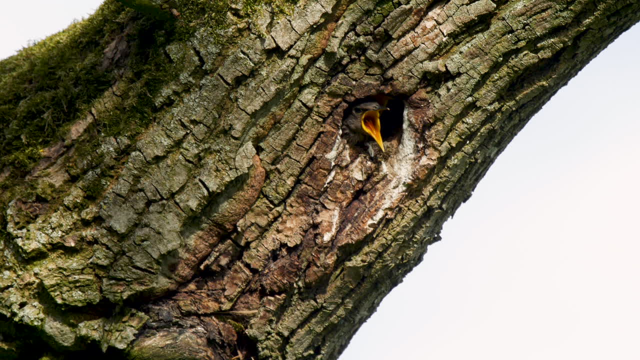 estornino europeo alimentando a grandes crías a la entrada de su nido en la cavidad de un árbol
