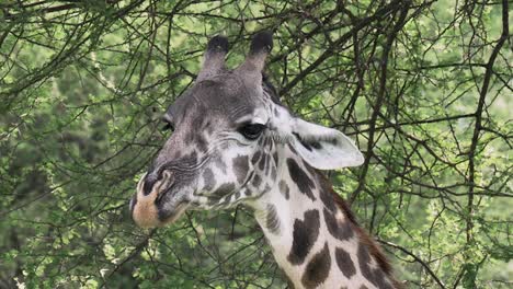 Primer-Plano-De-Una-Jirafa-Alimentándose-Y-Masticando-En-El-Parque-Nacional-Del-Serengeti,-Tanzania