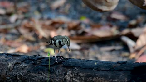 Die-Waldstelze-Ist-Ein-Sperlingsvogel,-Der-Auf-Ästen-Und-Waldböden-Nach-Nahrung-Sucht-Und-Ständig-Mit-Dem-Schwanz-Zur-Seite-Wedelt