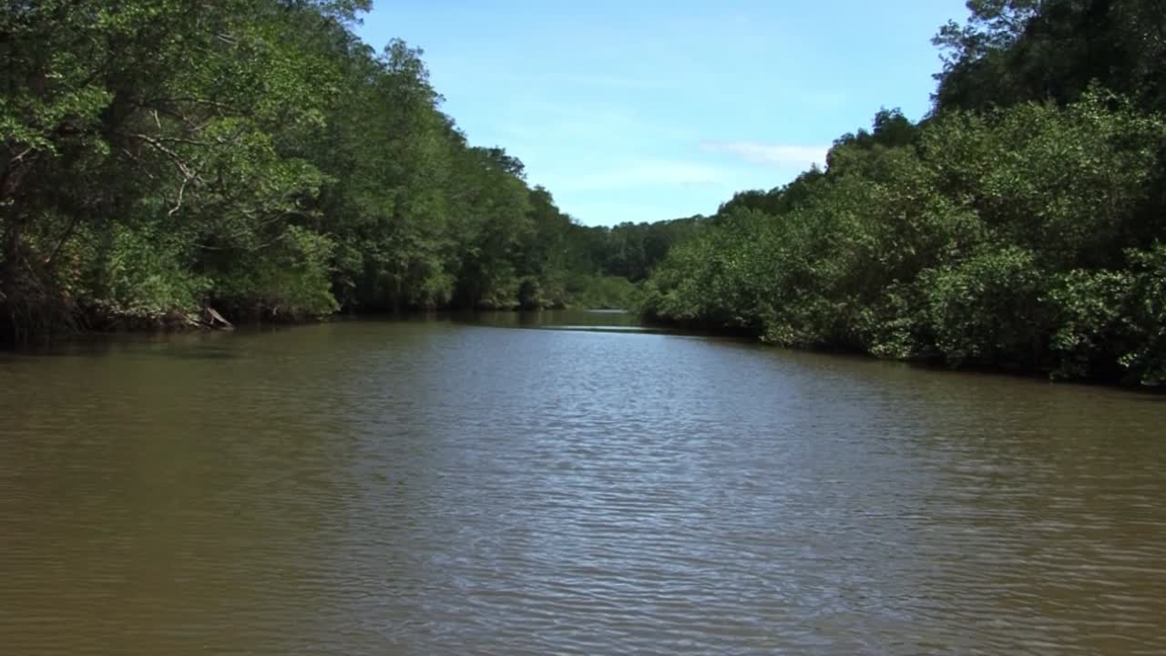 río tarcoles y los manglares a orillas del río en costa rica