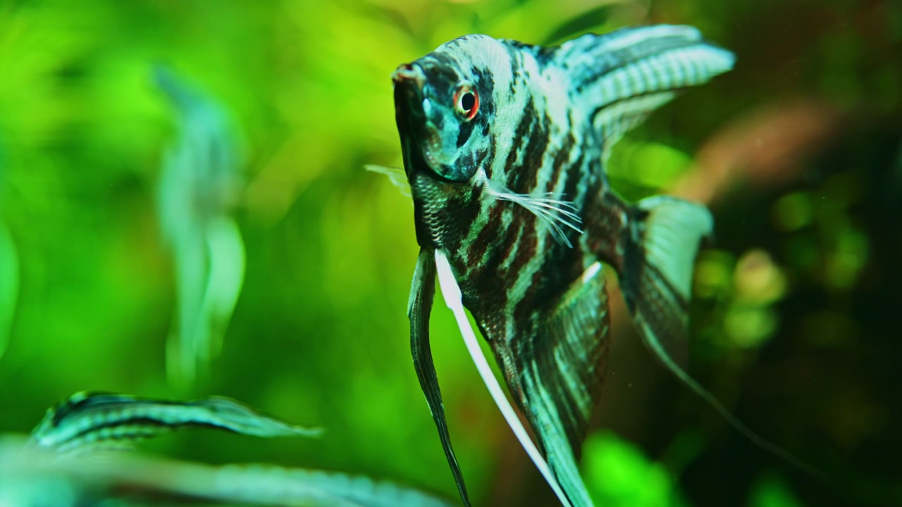 I pesci nuotano in un acquario verde pieno di piante, creando movimento nell'acqua durante il giorno.
