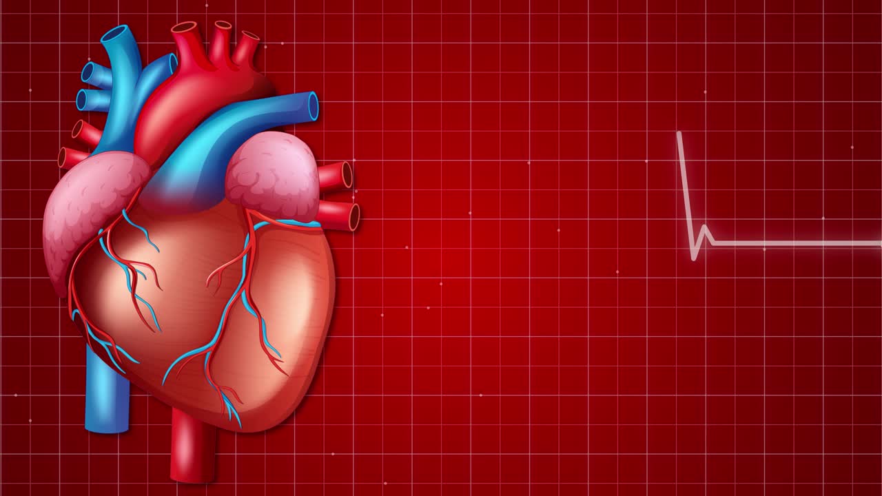 A dynamic animation of a human heart with a pulsing electrocardiogram ...