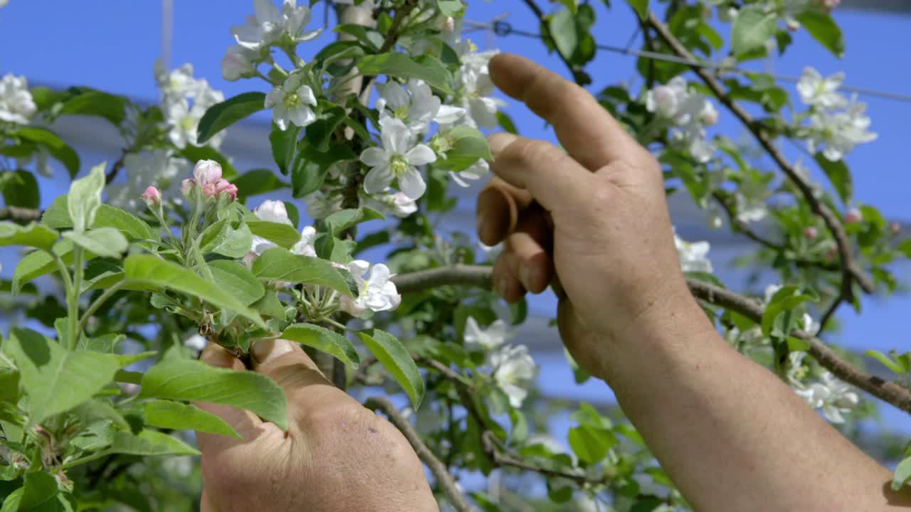 A Farmer checks his plants on an apple plantation in southern Germany at Lake Constance