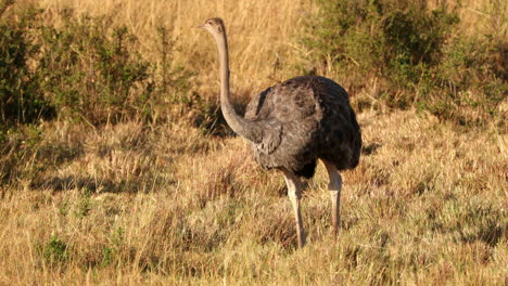 la hembra de avestruz picoteando comida en el suelo en la reserva nacional maasai mara en kenia, áfrica