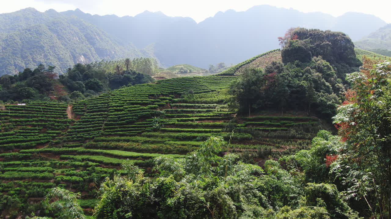 산에 있는 차 농장