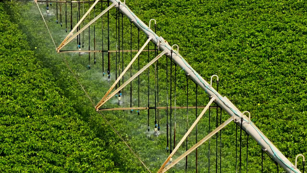 신선한 작물 위에서 천천히 지나가는 관개 시스템