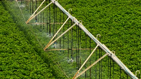 irrigation system at work passing slowly above fresh crops