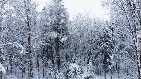 Aerial-View-Over-Winter-Forest-With-Lush-Trees-Overcast-Frosty-Day-Near-Chalet-des-Enfants,-Vaud,-Switzerland---Drone-Shot