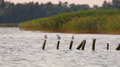 four seagulls resting above the water on the remains of a wooden pier