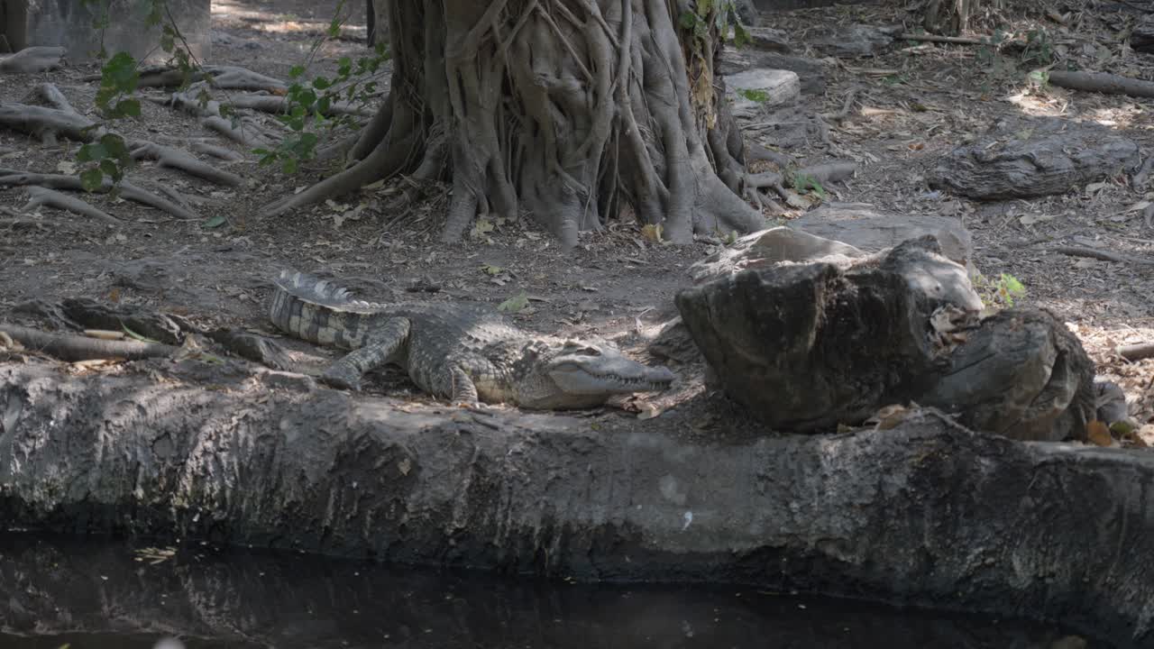 close-up shot of a saltwater crocodile slowly walking along the bank of a river
