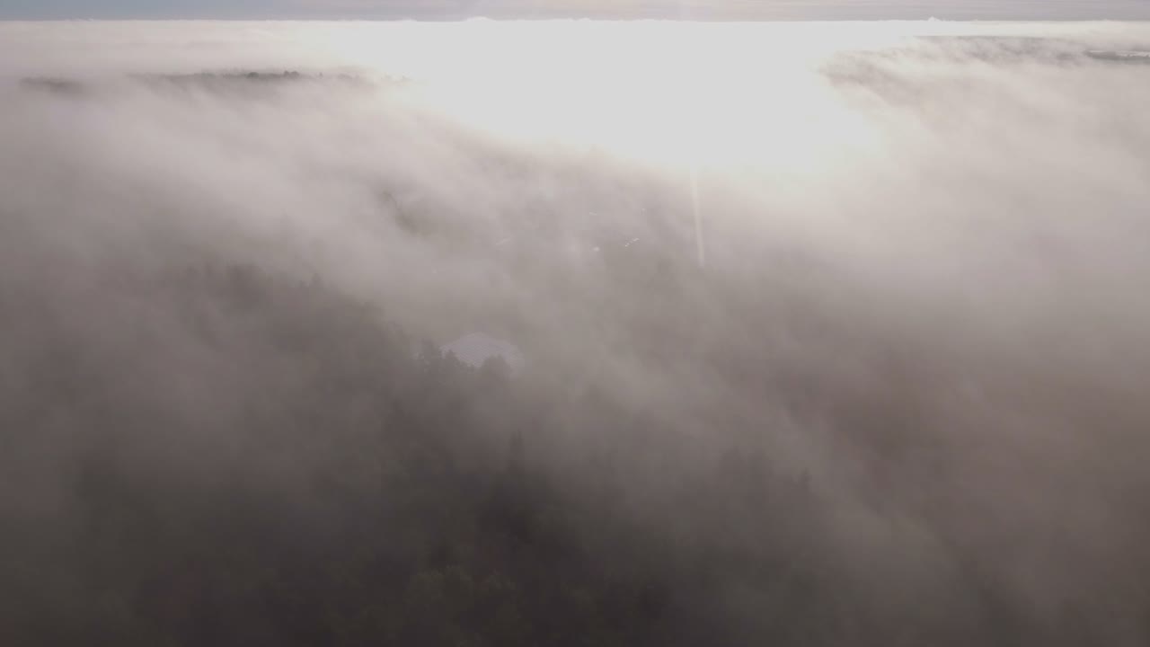 Fog Above Forest Crown And Stacked Hay Rolls. Aerial Tilt Down
