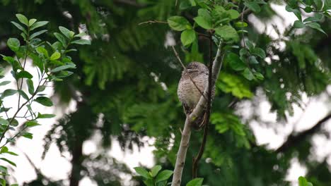 Perched on a vertical tree looking towards the left as it turns its head to the right, Spotted Owlet Athene brama, Thailand