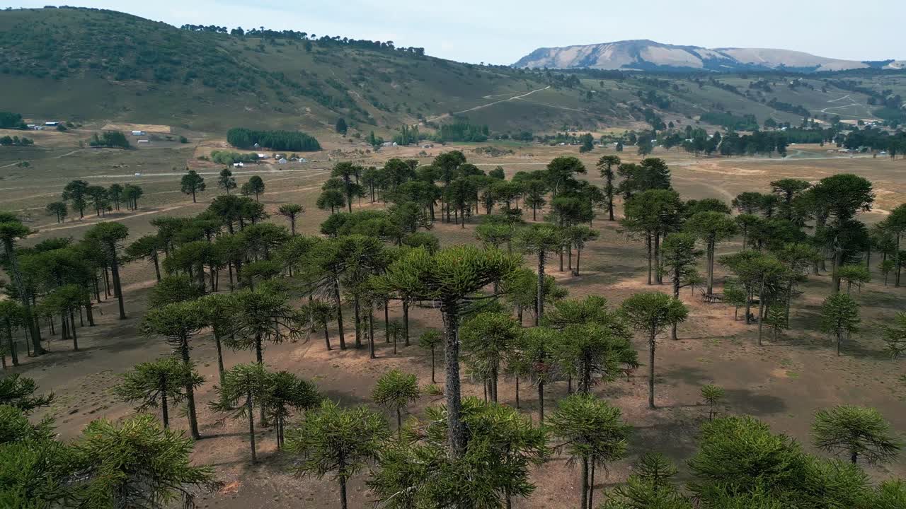 Pengambilan gambar yang menyingkap hutan araucaria asli yang jarang di atas lembah gersang dan puncak berbatu. Lonquimay, Chile.