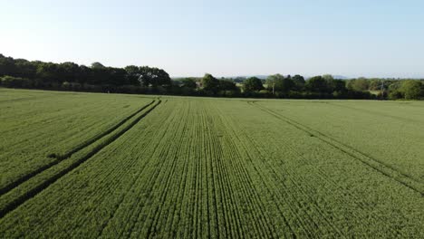 Aerial-view-green-organic-wheat-crops-growing-on-English-farmland-landscape-during-early-morning-sunrise