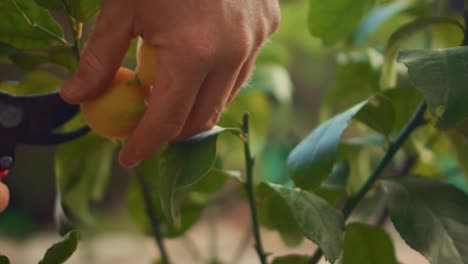 harvesting lemons slow motion shot