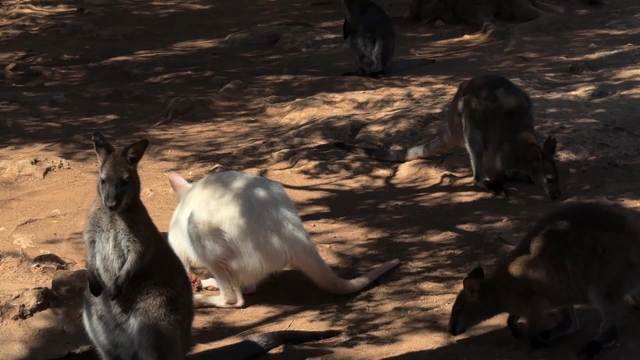 屋外で餌を食べる、白いアルビノの個体を含む多様なワラビーの群れ。