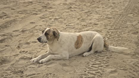 Hund-Legt-Sich-Hin,-Ruht-Sich-Aus,-Geht,-Rennt,-Bellt-4k-Uhd