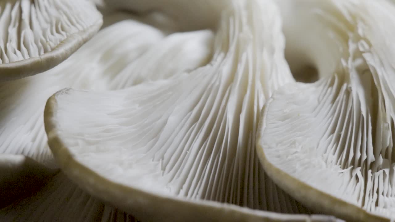 primer plano de setas de ostras