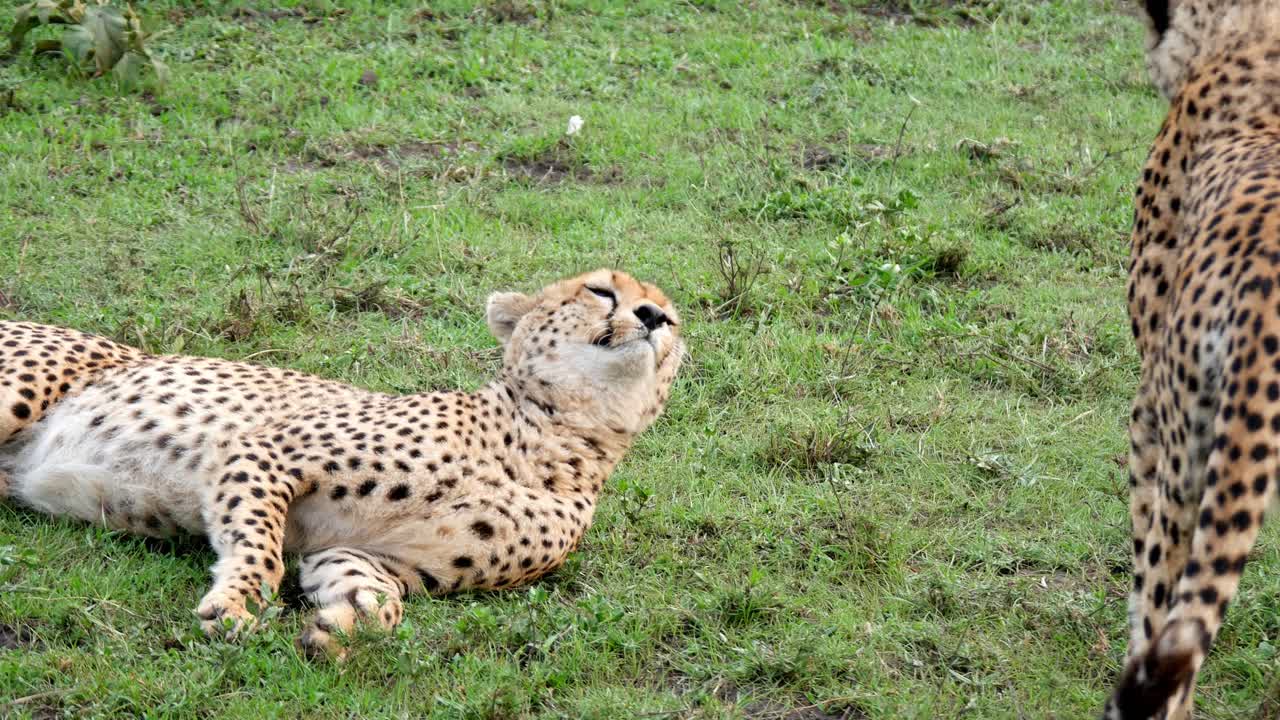 Cheetah wildlife ghepard safari group wild animals large cat Tanzania fauna