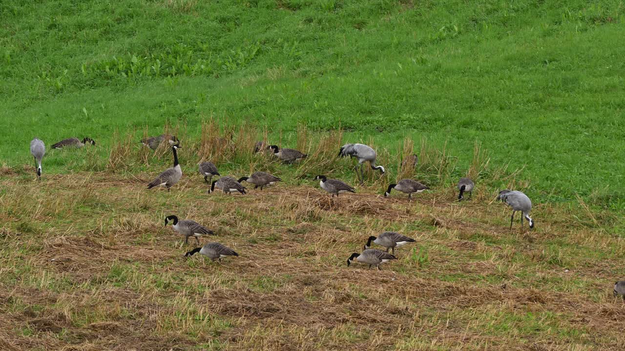 Slow motion pan shows large group of cranes and wild geese foraging and resting in peaceful summer field