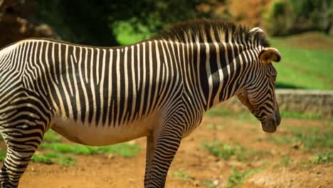 斑馬格雷維 (zebra grevy) 12個國家