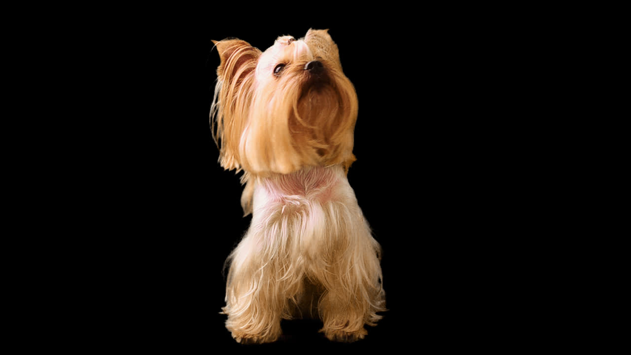 Yorkshire terrier. Canale alfa incluso.