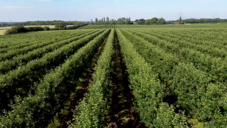 Flying slow and low over green tree tops of an orchard in 4K