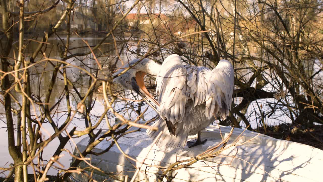 배 위에 앉아 있는 펠리칸이 슈퍼 슬로 모션으로 날개를 흔들고 있다