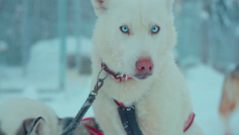 White-husky-leader-in-front-of-dog-sledding-team,-relaxing-in-snowy-Swedish-woodland