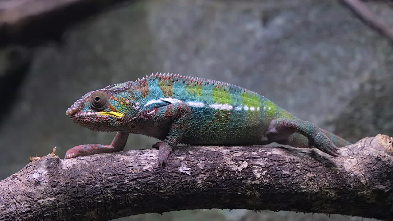 A Beautifully Colored Panther Chameleon Crawling Slowly On Top Of A Tree Branch - Close Up Shot